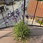 Appartement Rozenica *